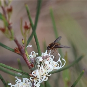 Staurostichus sp. (genus) at Mongarlowe, NSW - suppressed