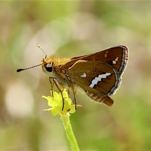 Taractrocera papyria at Mongarlowe, NSW - suppressed