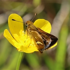 Taractrocera papyria at Mongarlowe, NSW - suppressed