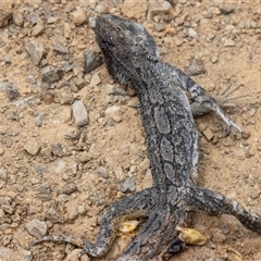 Amphibolurus muricatus (Jacky Lizard) at Mount Clear, ACT - 16 Nov 2024 by SWishart