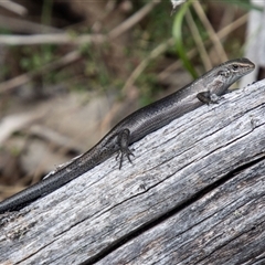 Pseudemoia entrecasteauxii (Woodland Tussock-skink) at Mount Clear, ACT - 16 Nov 2024 by SWishart