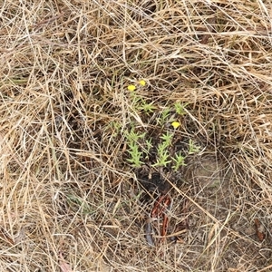 Leptorhynchos squamatus subsp. squamatus at Lyons, ACT - 17 Nov 2024