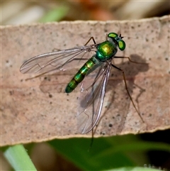 Heteropsilopus sp. (genus) (A long legged fly) at Mongarlowe, NSW - 16 Nov 2024 by LisaH