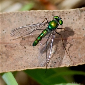 Heteropsilopus sp. (genus) (A long legged fly) at Mongarlowe, NSW by LisaH