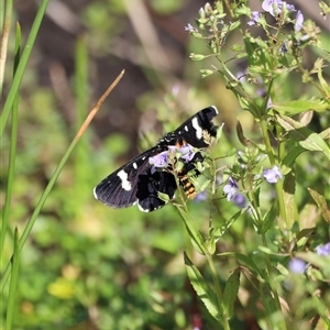 Phalaenoides tristifica at Rendezvous Creek, ACT - 16 Nov 2024 10:20 AM