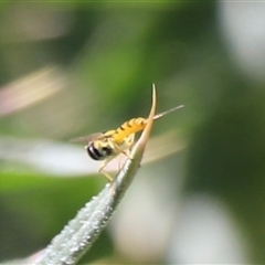 Syrphidae (family) (Unidentified Hover fly) at Rendezvous Creek, ACT - 16 Nov 2024 by JimL