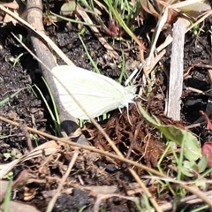 Pieris rapae (Cabbage White) at Rendezvous Creek, ACT - 15 Nov 2024 by JimL