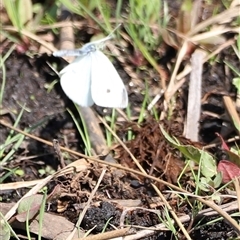 Pieris rapae at Rendezvous Creek, ACT - 16 Nov 2024