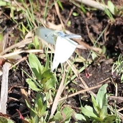 Pieris rapae at Rendezvous Creek, ACT - 16 Nov 2024