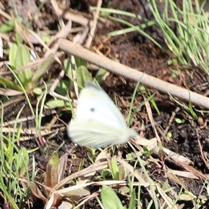 Pieris rapae at Rendezvous Creek, ACT - 16 Nov 2024