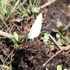 Pieris rapae at Rendezvous Creek, ACT - 16 Nov 2024 10:17 AM