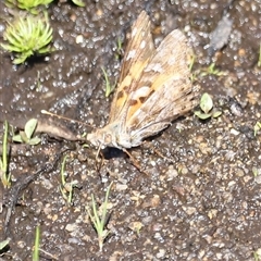 Vanessa kershawi (Australian Painted Lady) at Rendezvous Creek, ACT - 15 Nov 2024 by JimL