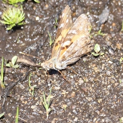 Vanessa kershawi (Australian Painted Lady) at Rendezvous Creek, ACT - 16 Nov 2024 by JimL