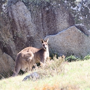 Macropus giganteus at Rendezvous Creek, ACT - 16 Nov 2024 10:11 AM