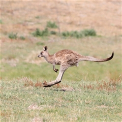 Macropus giganteus at Rendezvous Creek, ACT - 16 Nov 2024 10:11 AM