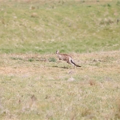 Macropus giganteus at Rendezvous Creek, ACT - 16 Nov 2024 10:11 AM