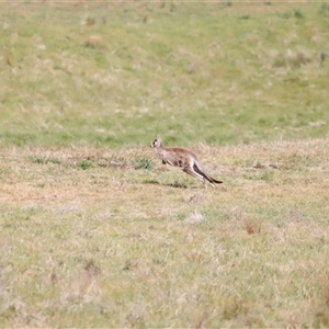 Macropus giganteus at Rendezvous Creek, ACT - 16 Nov 2024