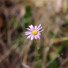 Calotis scabiosifolia var. integrifolia (Rough Burr-daisy) at Booth, ACT - 15 Nov 2024 by JimL