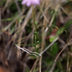 Calotis scabiosifolia var. integrifolia at Booth, ACT - 16 Nov 2024 09:36 AM