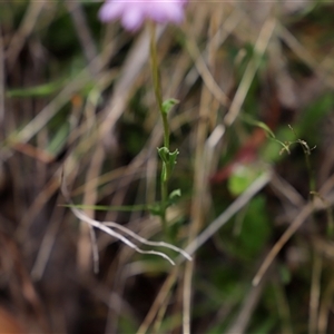 Calotis scabiosifolia var. integrifolia at Booth, ACT - 16 Nov 2024