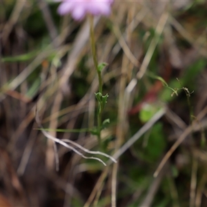 Calotis scabiosifolia var. integrifolia at Booth, ACT - 16 Nov 2024