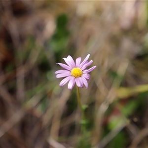 Calotis scabiosifolia var. integrifolia at Booth, ACT - 16 Nov 2024