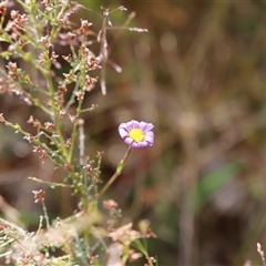 Calotis scabiosifolia var. integrifolia at Booth, ACT - 16 Nov 2024