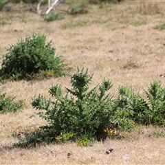 Carduus nutans (Nodding Thistle) at Rendezvous Creek, ACT - 15 Nov 2024 by JimL