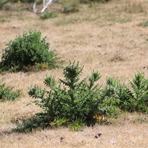 Carduus nutans at Rendezvous Creek, ACT - 16 Nov 2024