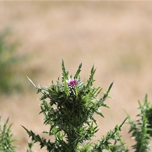 Carduus nutans at Rendezvous Creek, ACT - 16 Nov 2024