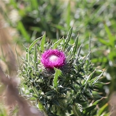 Carduus nutans at Rendezvous Creek, ACT - 16 Nov 2024