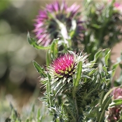 Carduus nutans at Rendezvous Creek, ACT - 16 Nov 2024