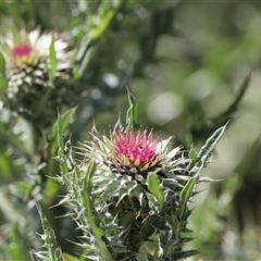 Carduus nutans at Rendezvous Creek, ACT - 16 Nov 2024