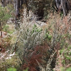 Leptospermum myrtifolium (Myrtle Teatree) at Rendezvous Creek, ACT - 16 Nov 2024 by JimL