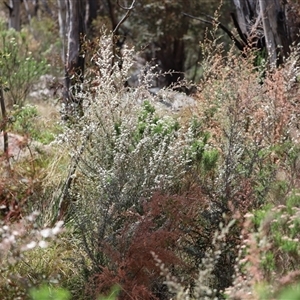 Leptospermum myrtifolium at Rendezvous Creek, ACT - 16 Nov 2024 11:14 AM