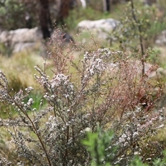 Leptospermum myrtifolium at Rendezvous Creek, ACT - 16 Nov 2024 11:14 AM