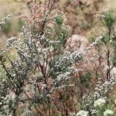 Leptospermum myrtifolium at Rendezvous Creek, ACT - 16 Nov 2024 11:14 AM