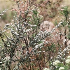 Leptospermum myrtifolium at Rendezvous Creek, ACT - 16 Nov 2024