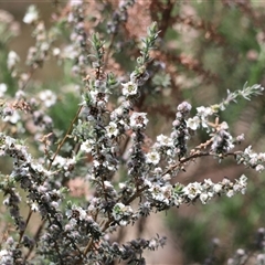 Leptospermum myrtifolium at Rendezvous Creek, ACT - 16 Nov 2024 11:14 AM