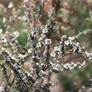 Leptospermum myrtifolium at Rendezvous Creek, ACT - 16 Nov 2024