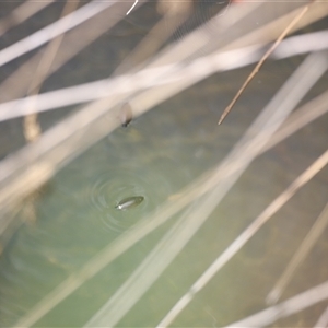 Corixidae (family) at Rendezvous Creek, ACT by JimL