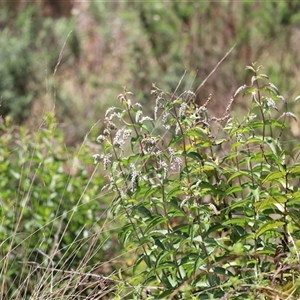 Veronica derwentiana subsp. derwentiana at Rendezvous Creek, ACT - 16 Nov 2024