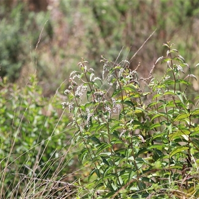 Veronica derwentiana subsp. derwentiana (Derwent Speedwell) at Rendezvous Creek, ACT - 16 Nov 2024 by JimL