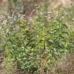 Veronica derwentiana subsp. derwentiana at Rendezvous Creek, ACT - 16 Nov 2024