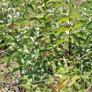 Veronica derwentiana subsp. derwentiana at Rendezvous Creek, ACT - 16 Nov 2024