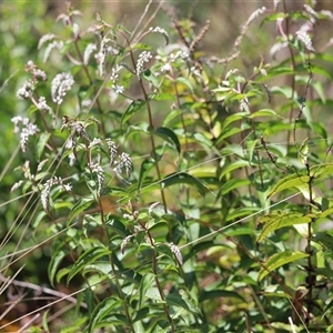 Veronica derwentiana subsp. derwentiana at Rendezvous Creek, ACT - 16 Nov 2024