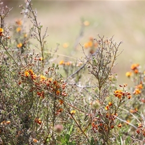 Mirbelia oxylobioides at Rendezvous Creek, ACT - 16 Nov 2024