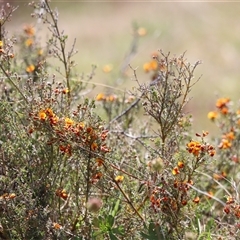 Mirbelia oxylobioides at Rendezvous Creek, ACT - 16 Nov 2024 11:42 AM