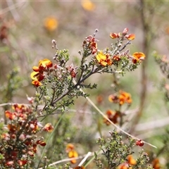 Mirbelia oxylobioides at Rendezvous Creek, ACT - 16 Nov 2024 11:42 AM