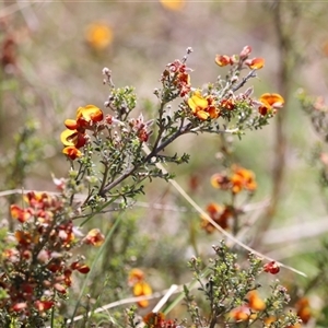 Mirbelia oxylobioides at Rendezvous Creek, ACT - 16 Nov 2024